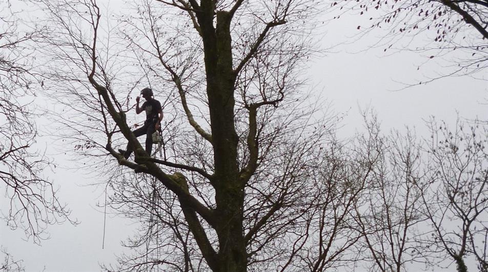 Arborist working in Devon - credit: Flickr/ Lasting Spring (CC by 2.0)